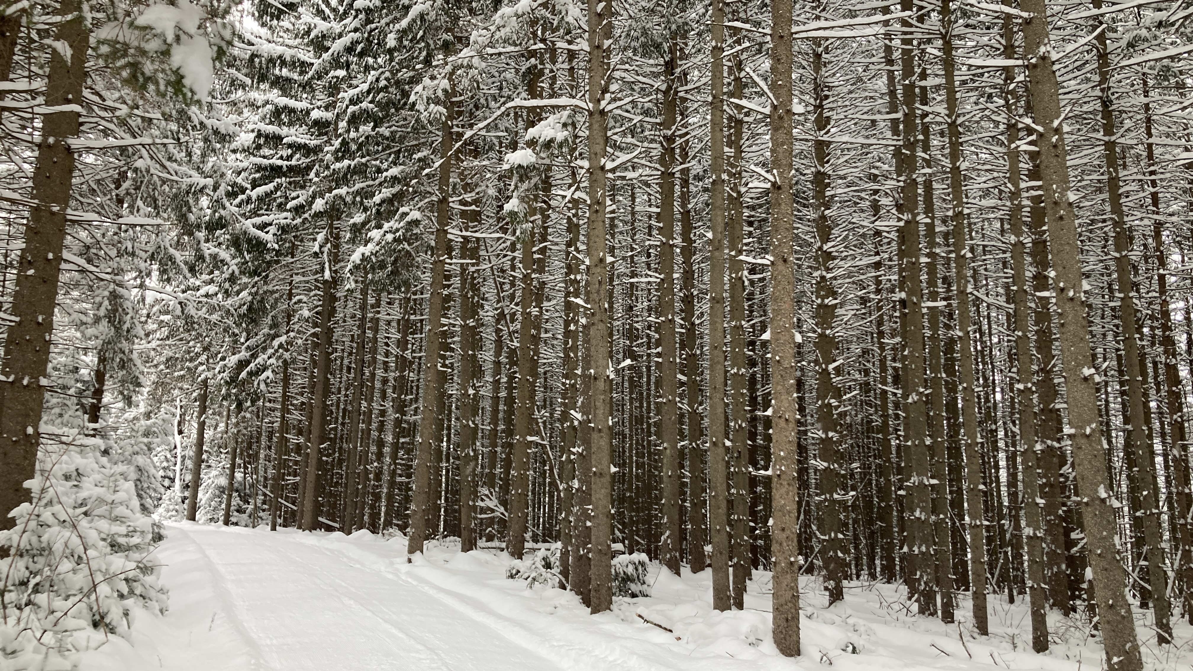 trail 5 last evening