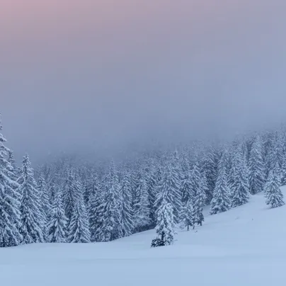 Frosty line of trees
