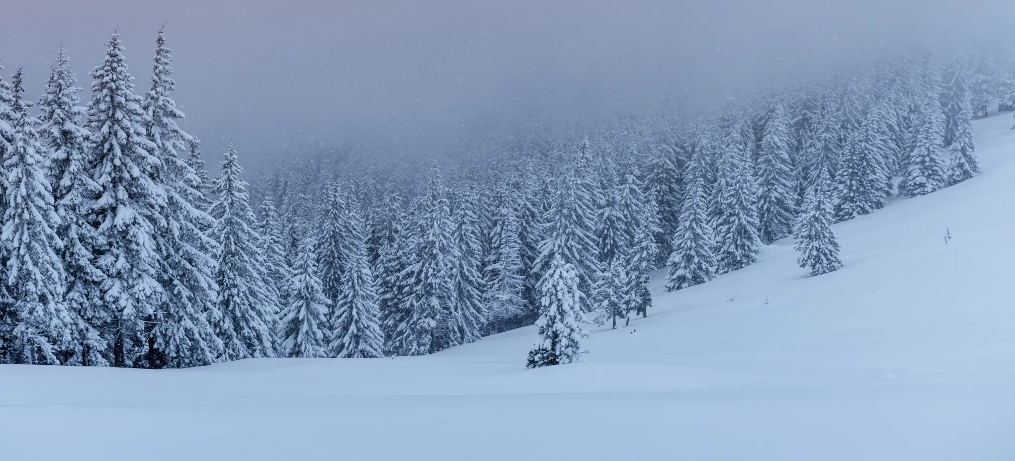 Frosty Line of trees